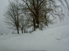 klouzani_2005_garfield_034.jpg