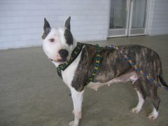 14_sraz_ochoz_tommy306_025.jpg