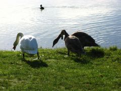 kostelec_07_mitch_mb_270.jpg