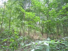 lancov_2008_marcel505_024.jpg