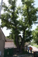 melnik_09_akcz_059.jpg