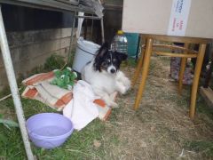 Habala-160.JPG