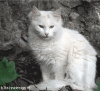 post-0-14109598754976_thumb.gif