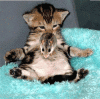 post-0-14109602138215_thumb.gif