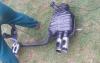 post-10760-14109632871609_thumb.jpg