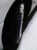 post-12336-14109627776379_thumb.jpg