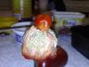 post-27076-14109618540932_thumb.jpg