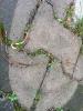 post-36106-14109633287467_thumb.jpg