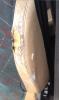 post-43226-14109632749041_thumb.jpg