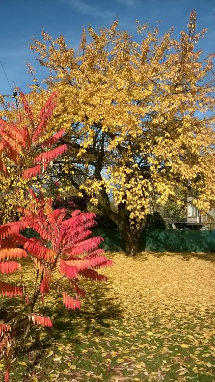 WP_20161029_11_25_20_Pro.jpg