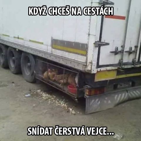 pipi.jpg