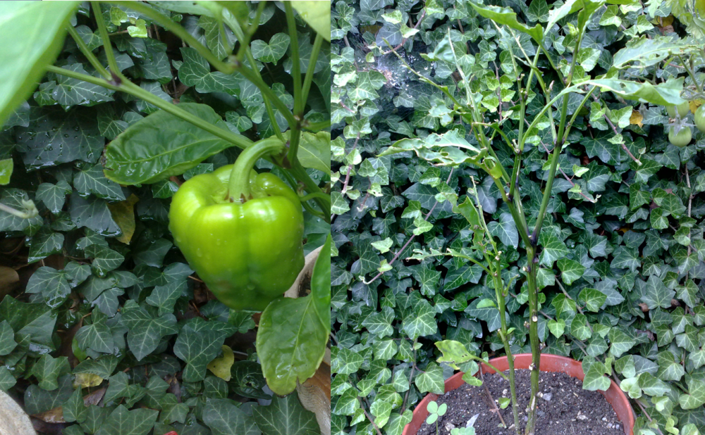 Paprika.png
