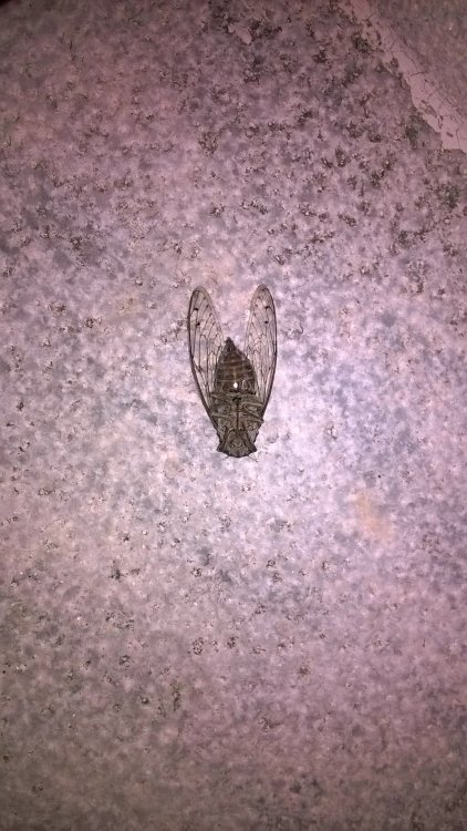 WP_20170723_23_12_41_Pro.jpg