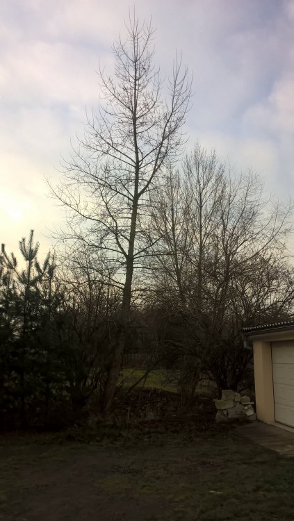 WP_20171125_08_43_43_Pro.jpg