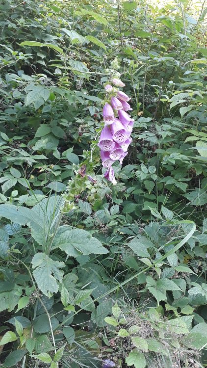 20180725_122838.jpg