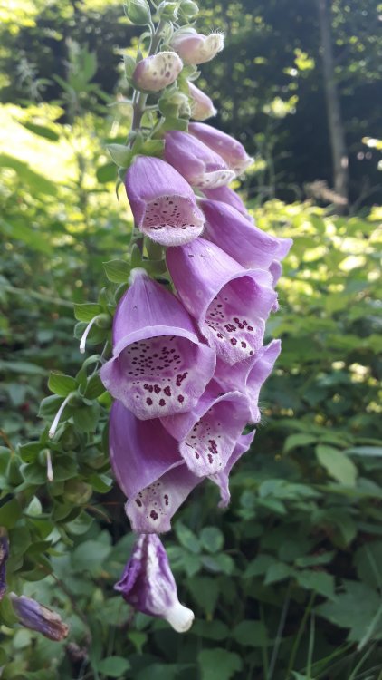 20180725_122855.jpg