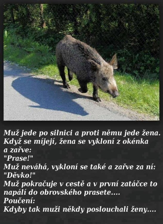 prase.jpg
