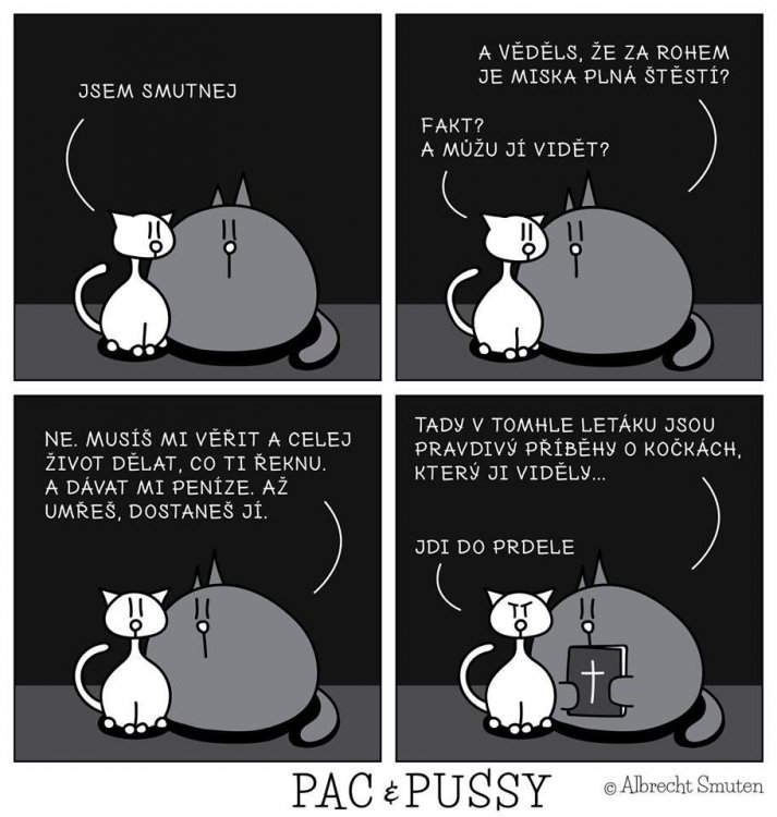 kočka.jpg