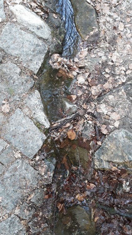 IMG-20190502-WA0018.thumb.jpeg.1388779c53b6f84b4f3faf73dd9ebbbf.jpeg