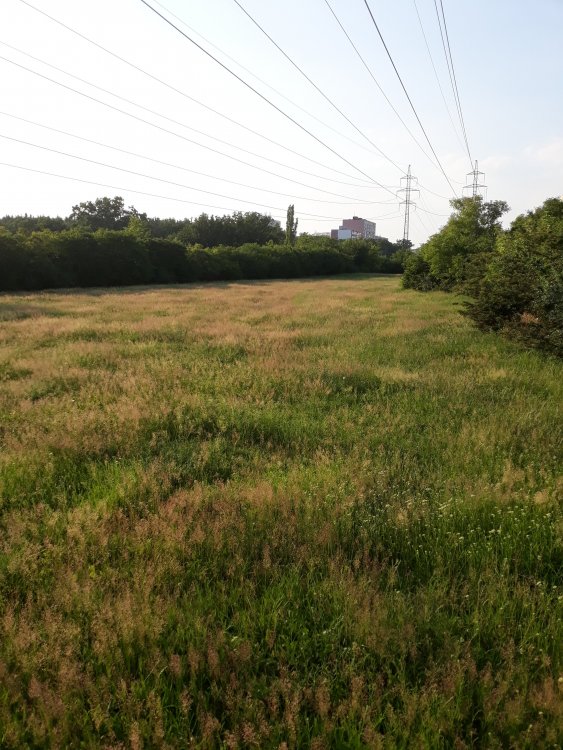 20190626_190443.jpg