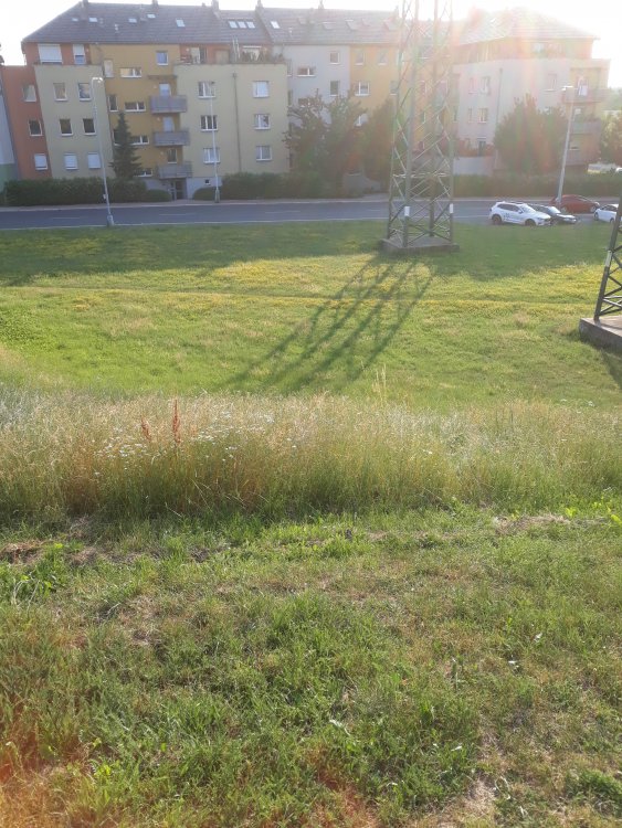 20190626_190625.jpg