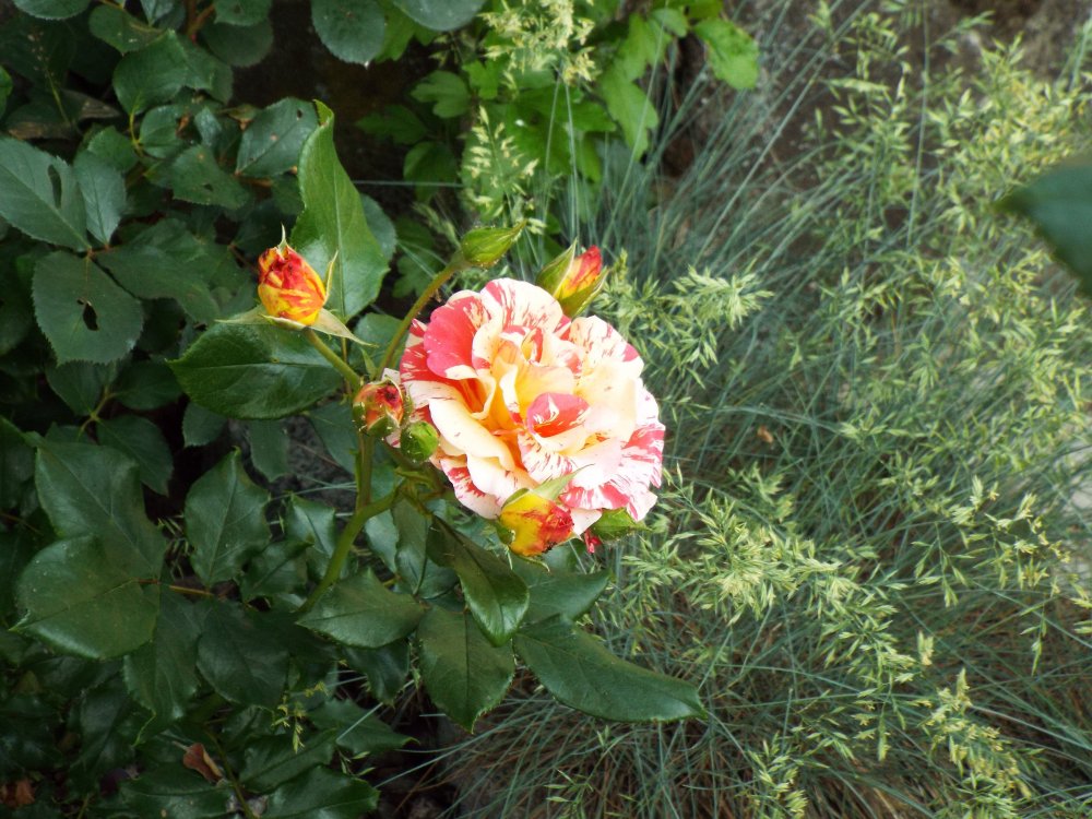 DSCF2593.thumb.JPG.69b13f83b8c6df8b6102cb8a11dd3e34.JPG