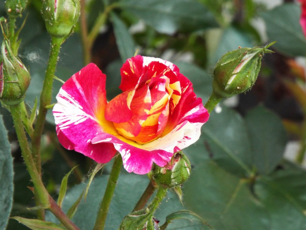 DSCF2594.thumb.JPG.b6fd7e411c7047bbe32441855be2fa79.JPG
