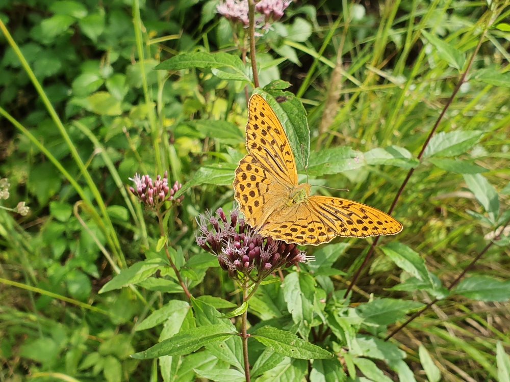20190814_160439.jpg