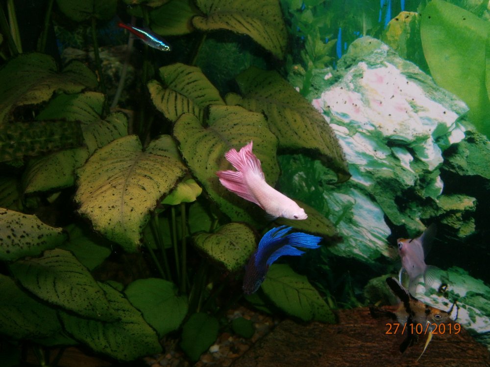 PA270028.JPG