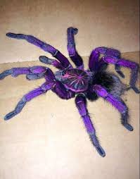 image.jpeg.69ec143d22ec00aedbf43a83e5c7e47a.jpeg