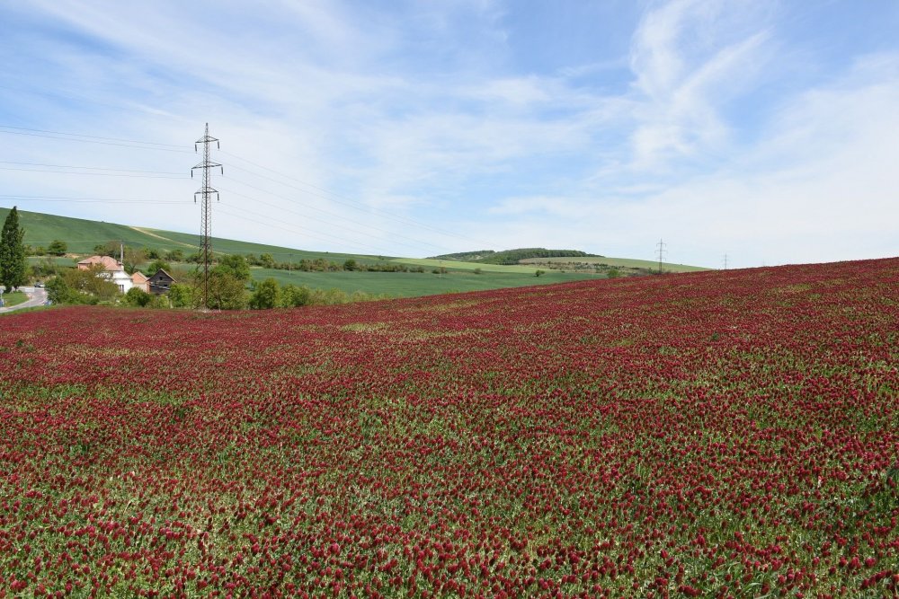 DSC_0698.jpg