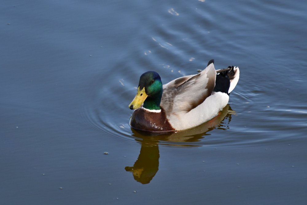 DSC_1087.JPG