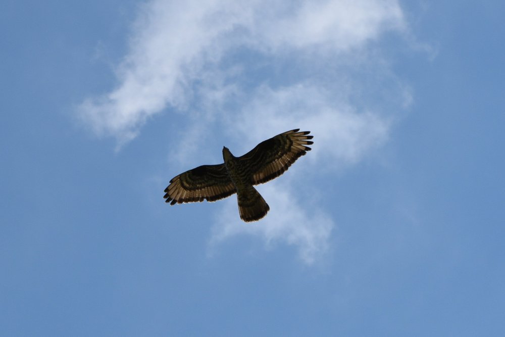 DSC_1602.JPG