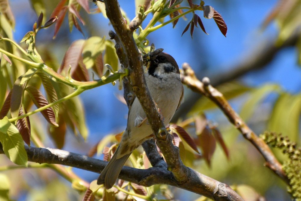 DSC_1716.JPG