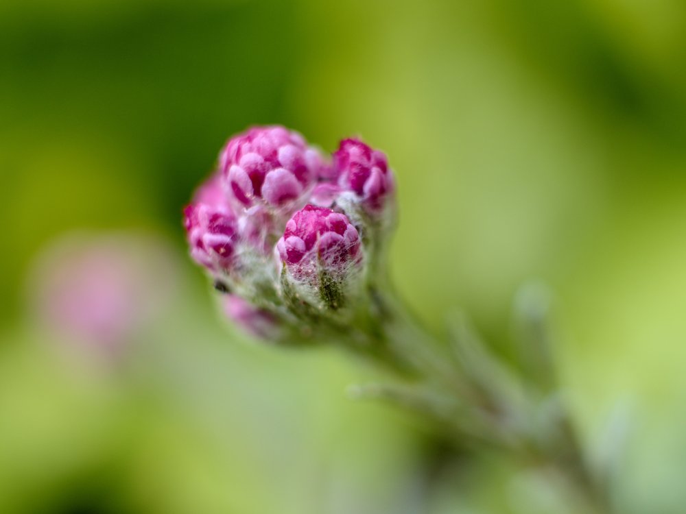 P1002656.jpg