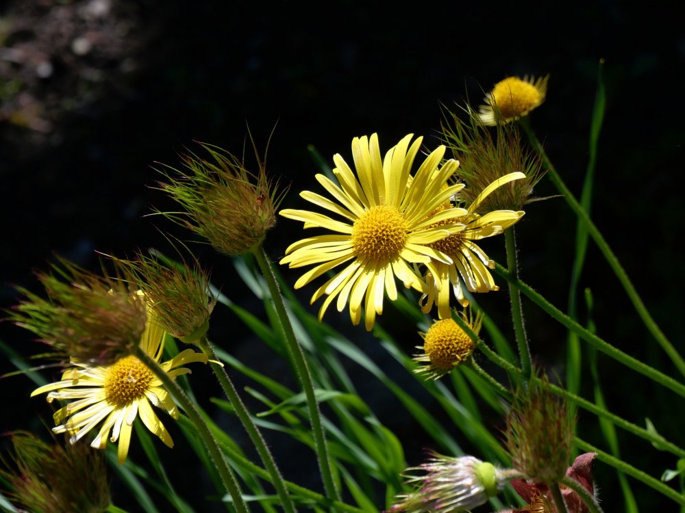 aP1002588.JPG