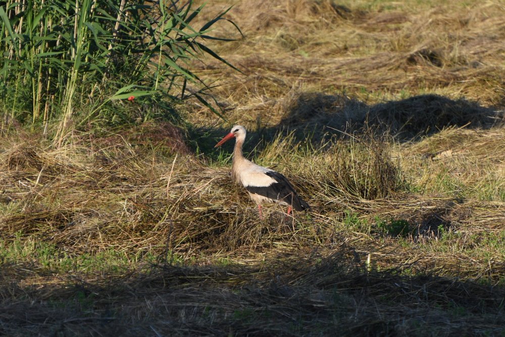 DSC_2139.JPG