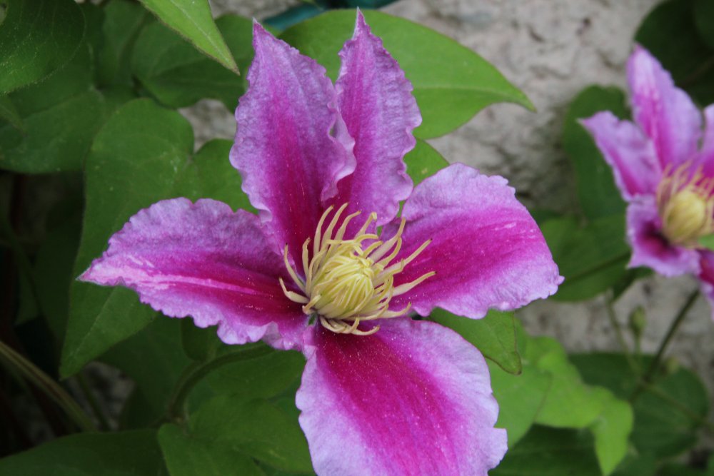 IMG_4568.thumb.JPG.2e0b0fe81f2d0b61812cf625a67f0ccd.JPG