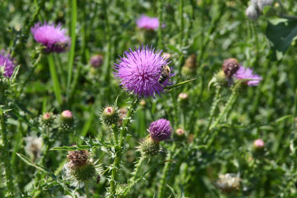 DSC_2333.JPG
