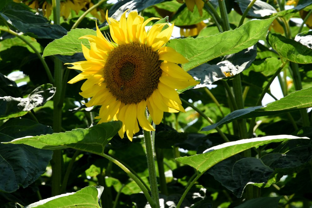 DSC_2344.JPG