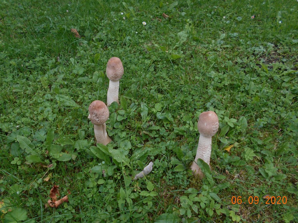 DSCN1874.JPG