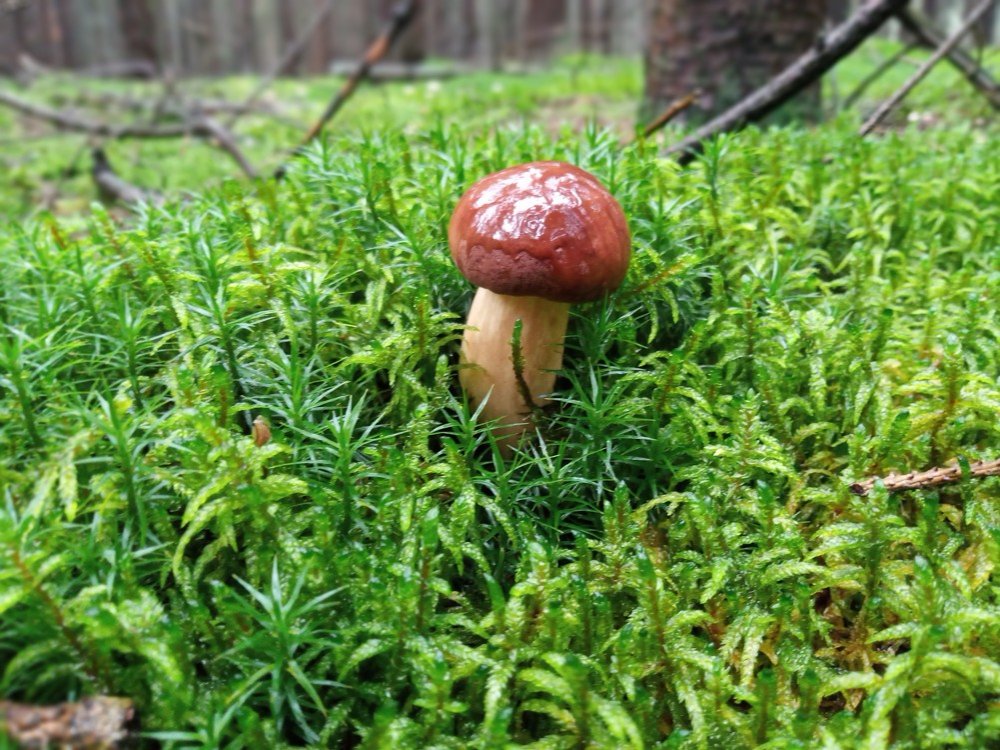 IMG_20201103_085218.jpg