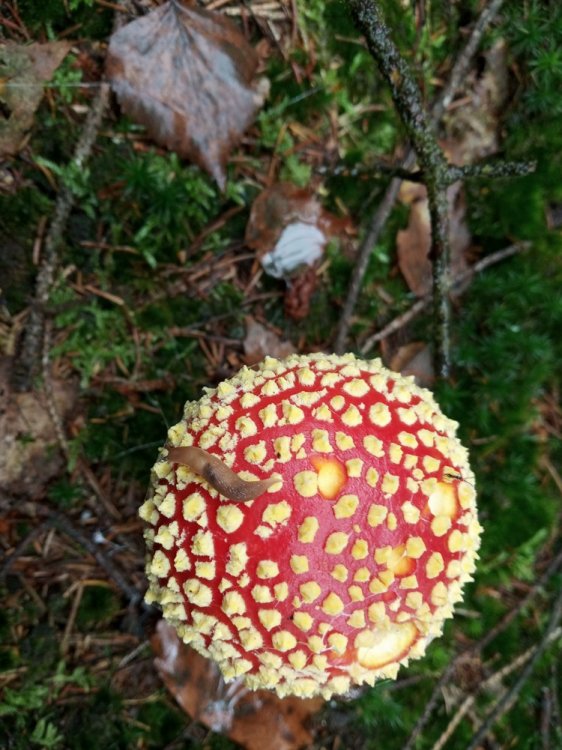IMG_20201103_095558.jpg