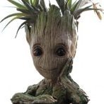 Groot62