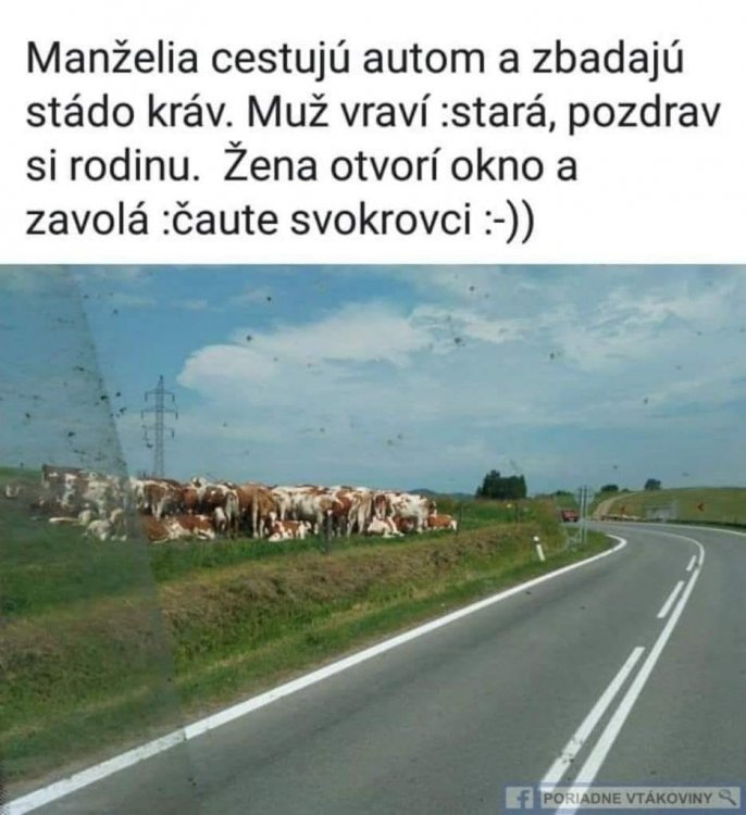 caute_svokrovci.jpg
