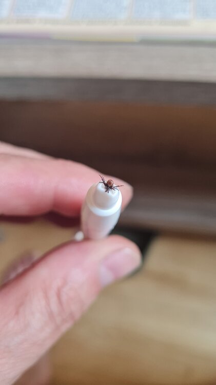 IMG-20220619-WA0005.jpeg