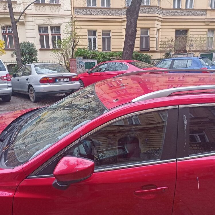 Ptak1.jpg