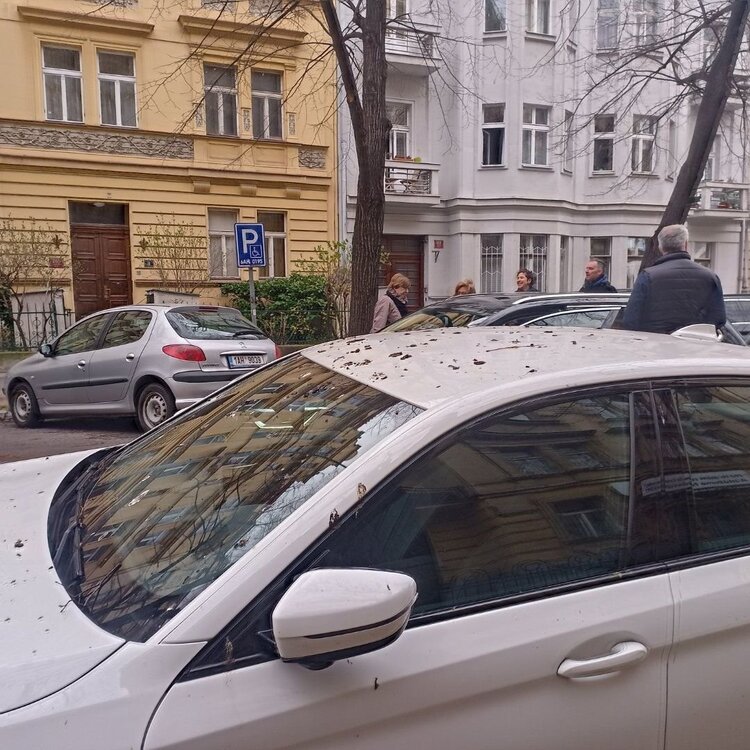 Ptak3.jpg