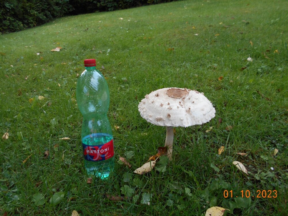 DSCN4268.JPG