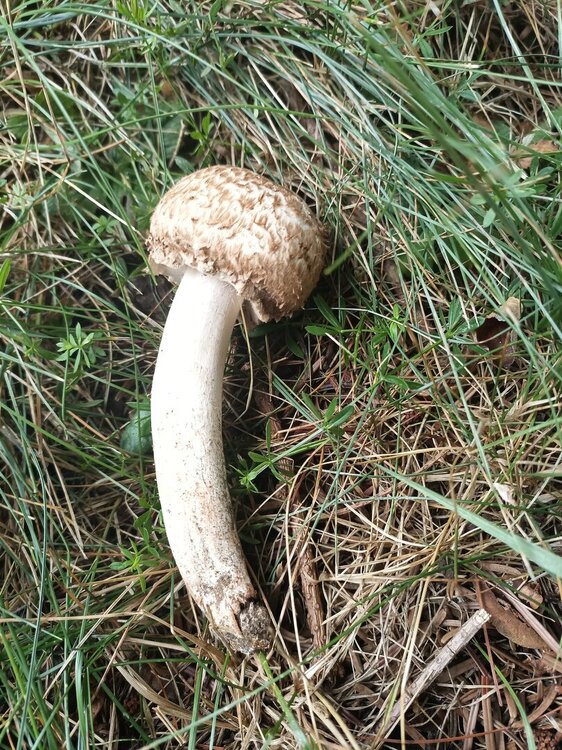 IMG_20240804_090138_775.jpg
